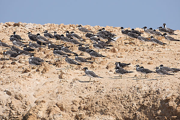 Weißaugenmöwe (Larus leucophthalmus)