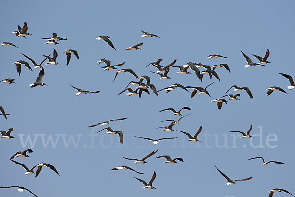 Weißaugenmöwe (Larus leucophthalmus)