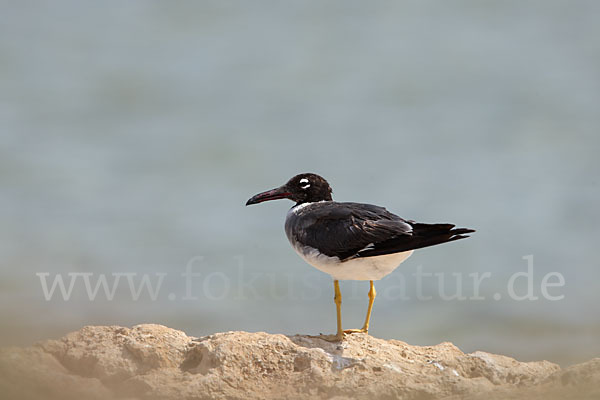 Weißaugenmöwe (Larus leucophthalmus)