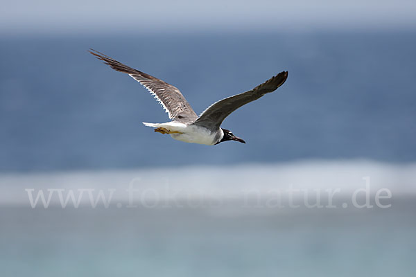 Weißaugenmöwe (Larus leucophthalmus)