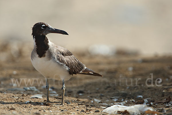 Weißaugenmöwe (Larus leucophthalmus)