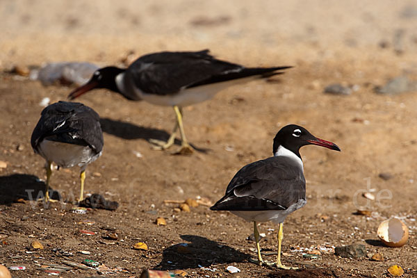 Weißaugenmöwe (Larus leucophthalmus)