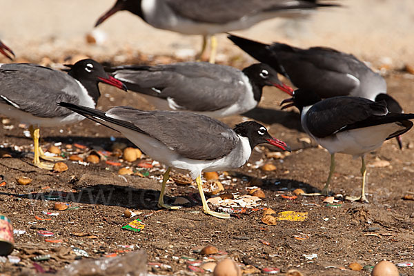 Weißaugenmöwe (Larus leucophthalmus)