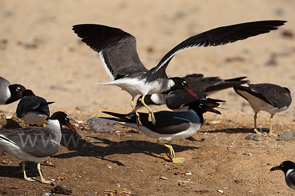 Weißaugenmöwe (Larus leucophthalmus)