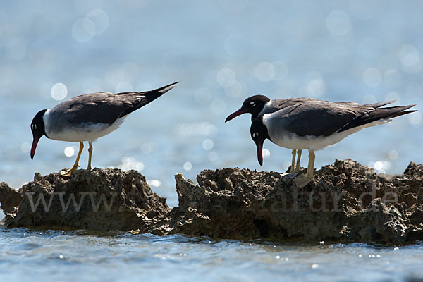 Weißaugenmöwe (Larus leucophthalmus)