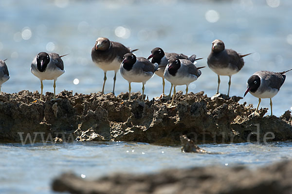 Weißaugenmöwe (Larus leucophthalmus)