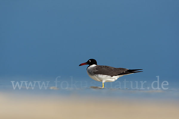 Weißaugenmöwe (Larus leucophthalmus)