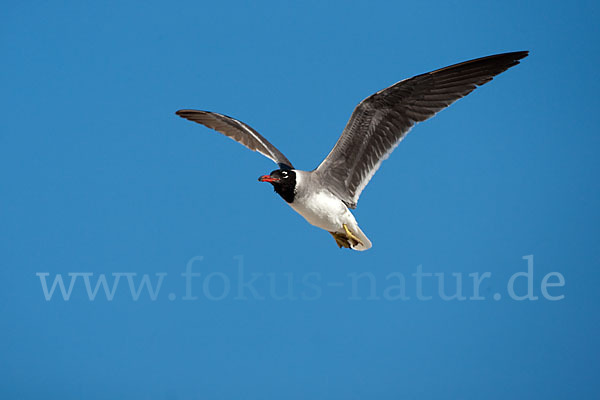 Weißaugenmöwe (Larus leucophthalmus)