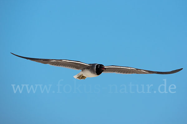 Weißaugenmöwe (Larus leucophthalmus)