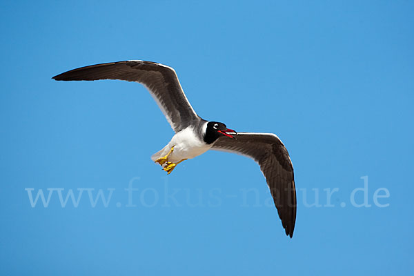 Weißaugenmöwe (Larus leucophthalmus)