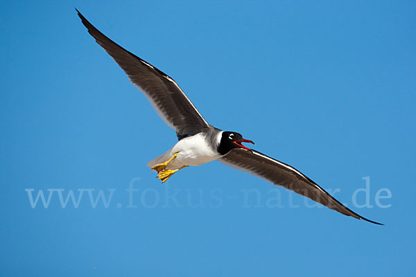 Weißaugenmöwe (Larus leucophthalmus)