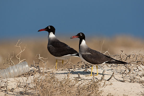 Weißaugenmöwe (Larus leucophthalmus)