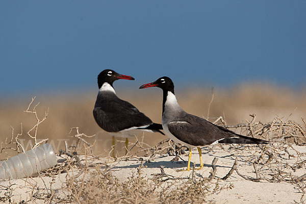 Weißaugenmöwe (Larus leucophthalmus)