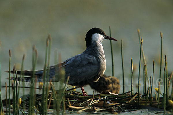 Weißbart-Seeschwalbe (Chlidonias hybridus)