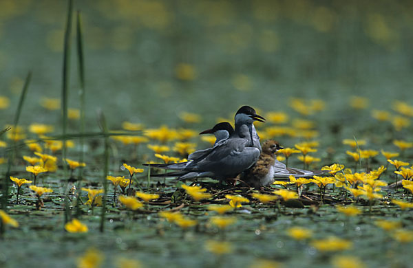 Weißbart-Seeschwalbe (Chlidonias hybridus)