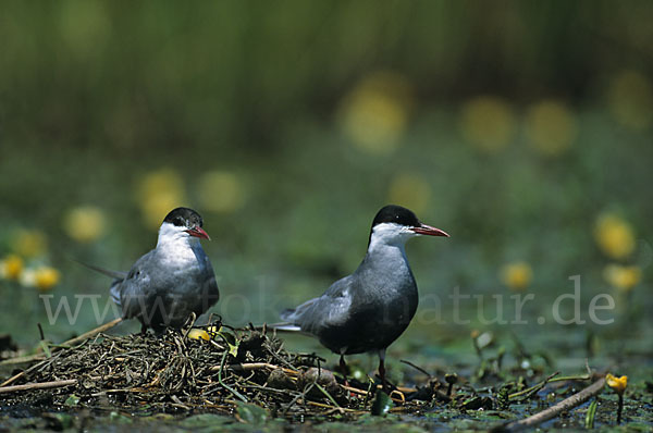 Weißbart-Seeschwalbe (Chlidonias hybridus)