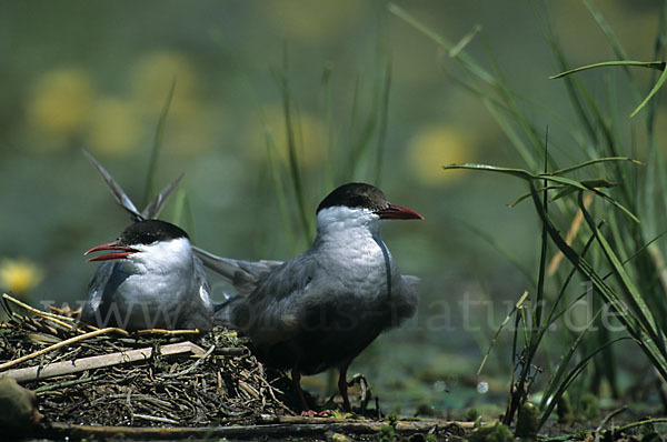 Weißbart-Seeschwalbe (Chlidonias hybridus)