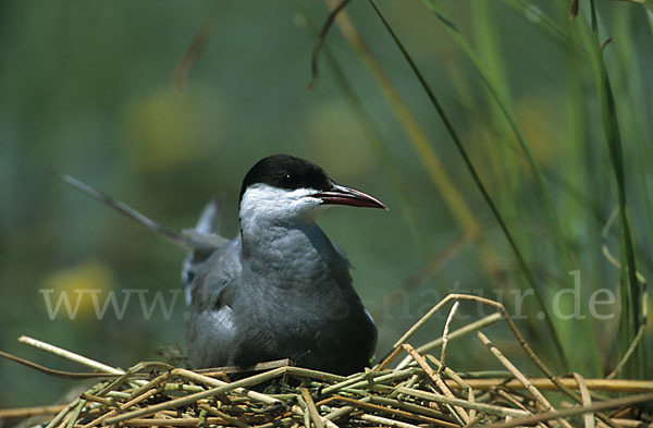 Weißbart-Seeschwalbe (Chlidonias hybridus)