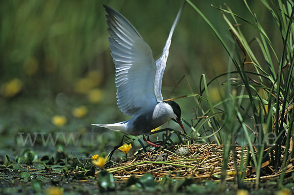 Weißbart-Seeschwalbe (Chlidonias hybridus)