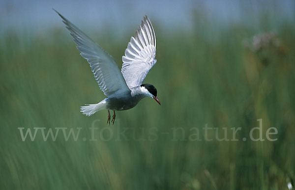 Weißbart-Seeschwalbe (Chlidonias hybridus)