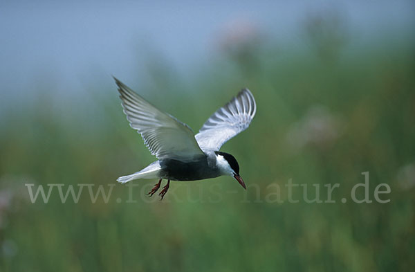 Weißbart-Seeschwalbe (Chlidonias hybridus)