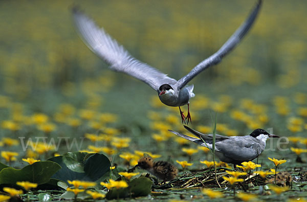 Weißbart-Seeschwalbe (Chlidonias hybridus)