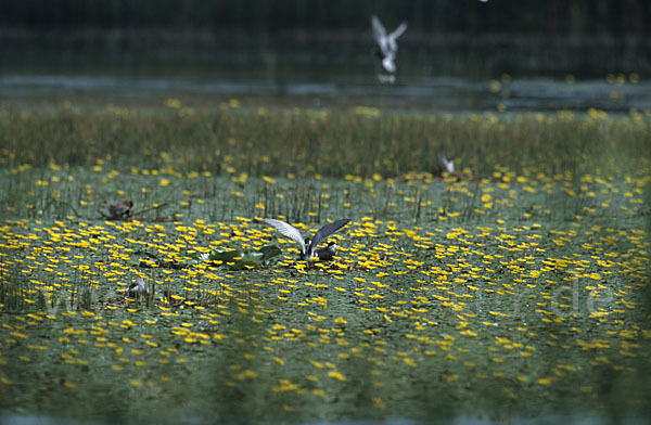 Weißbart-Seeschwalbe (Chlidonias hybridus)