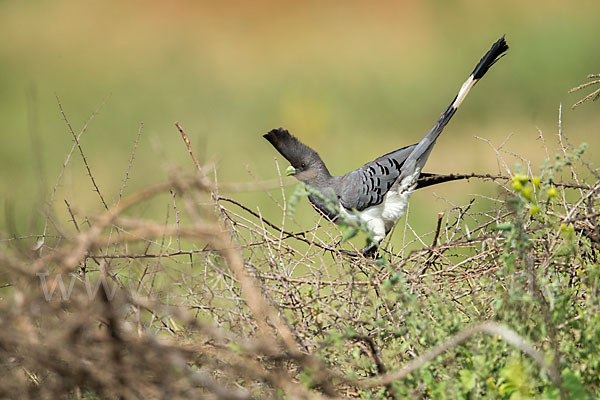 Weißbauch-Lärmvogel (Corythaixoides leucogaster)