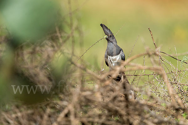 Weißbauch-Lärmvogel (Corythaixoides leucogaster)