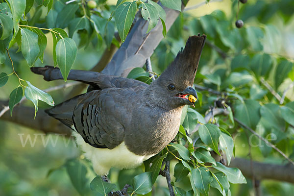 Weißbauch-Lärmvogel (Corythaixoides leucogaster)