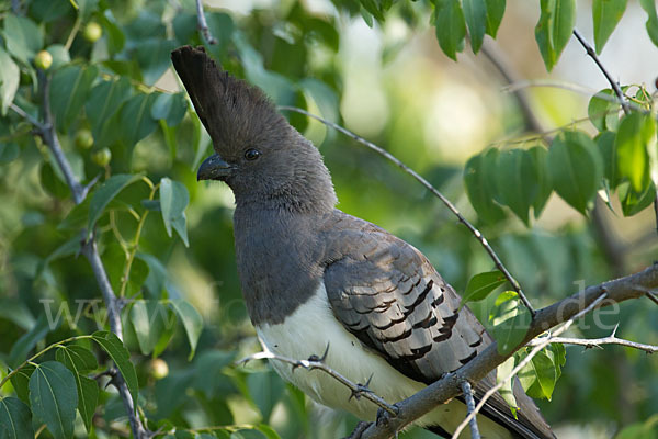 Weißbauch-Lärmvogel (Corythaixoides leucogaster)