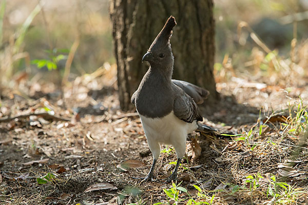 Weißbauch-Lärmvogel (Corythaixoides leucogaster)