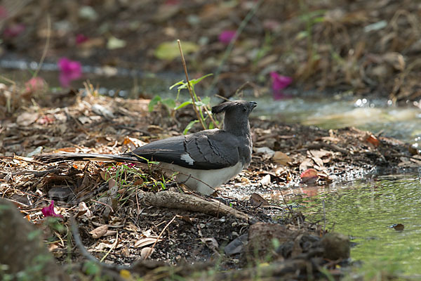 Weißbauch-Lärmvogel (Corythaixoides leucogaster)