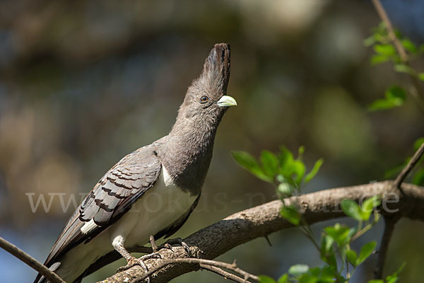 Weißbauch-Lärmvogel (Corythaixoides leucogaster)