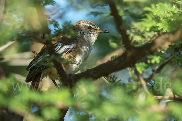 Weißbrauen-Heckensänger (Cercotrichas leucophrys)