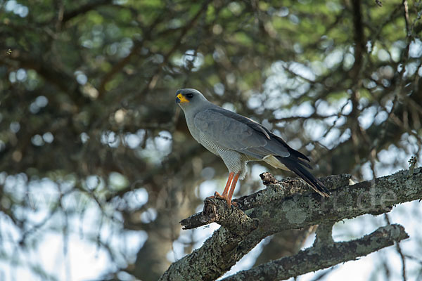 Weißbürzel-Singhabicht (Melierax poliopterus)