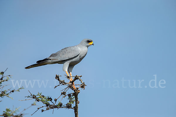 Weißbürzel-Singhabicht (Melierax poliopterus)