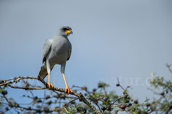 Weißbürzel-Singhabicht (Melierax poliopterus)