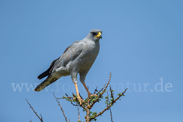 Weißbürzel-Singhabicht (Melierax poliopterus)