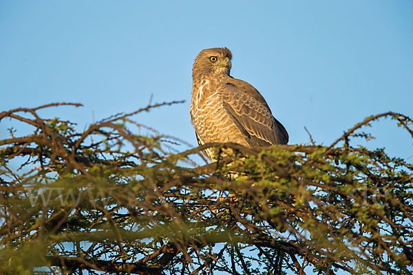 Weißbürzel-Singhabicht (Melierax poliopterus)