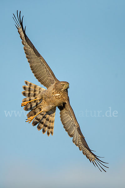 Weißbürzel-Singhabicht (Melierax poliopterus)