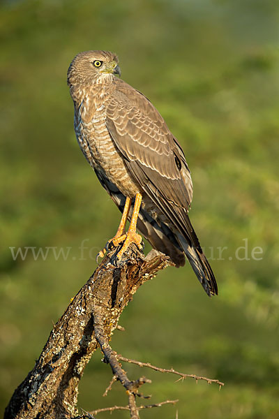 Weißbürzel-Singhabicht (Melierax poliopterus)