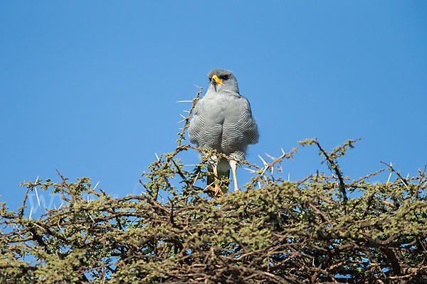 Weißbürzel-Singhabicht (Melierax poliopterus)