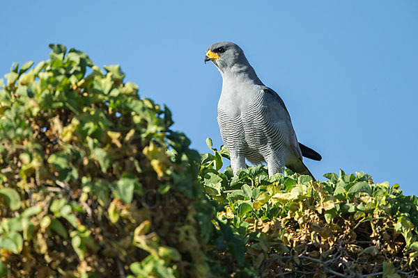 Weißbürzel-Singhabicht (Melierax poliopterus)