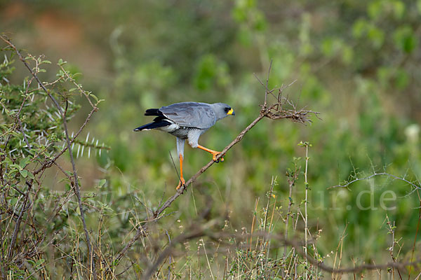 Weißbürzel-Singhabicht (Melierax poliopterus)