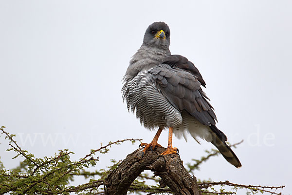 Weißbürzel-Singhabicht (Melierax poliopterus)