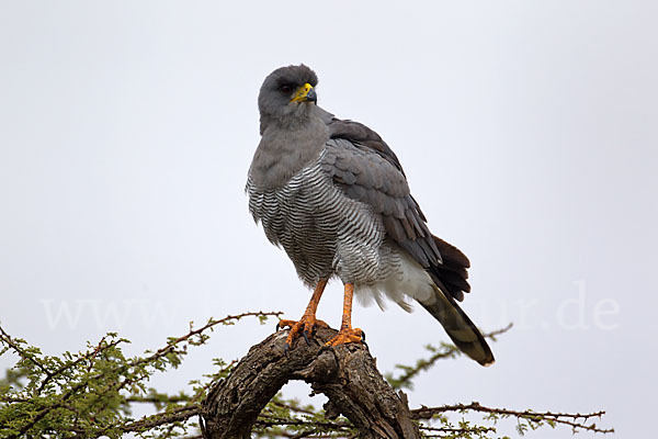 Weißbürzel-Singhabicht (Melierax poliopterus)