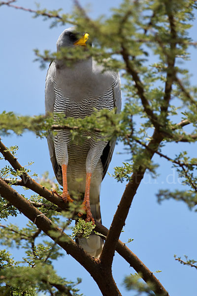 Weißbürzel-Singhabicht (Melierax poliopterus)