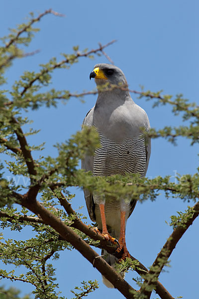 Weißbürzel-Singhabicht (Melierax poliopterus)