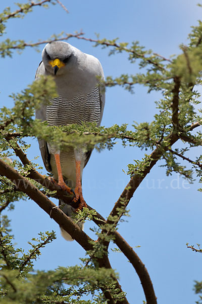 Weißbürzel-Singhabicht (Melierax poliopterus)